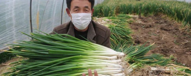 大葱的种植方法 大葱如何种植