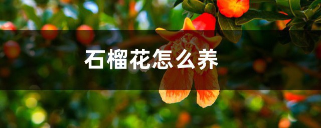石榴花怎么养殖方法 石榴花如何养殖方法
