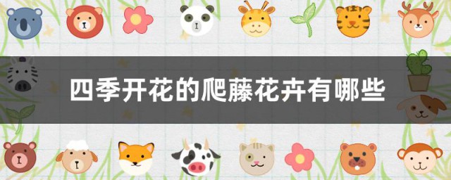 四季开花的爬藤花卉有哪些 四季开花的爬藤花卉介绍