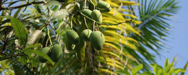 芒果怎样种 芒果的种植方式