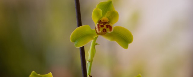 四季兰花怎样养才能长期开花 四季兰花的养殖要领