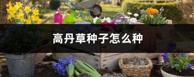 高丹草种子怎么种 高丹草种子的养殖方法