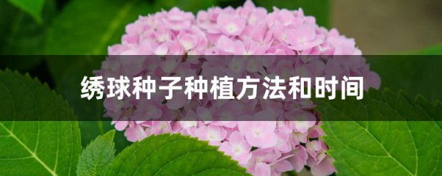 绣球种子种植技巧和时间 绣球种子怎样养殖