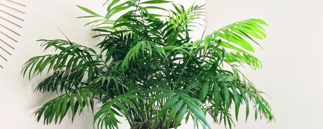 袖珍椰子能养几年 袖珍椰子养殖的年限
