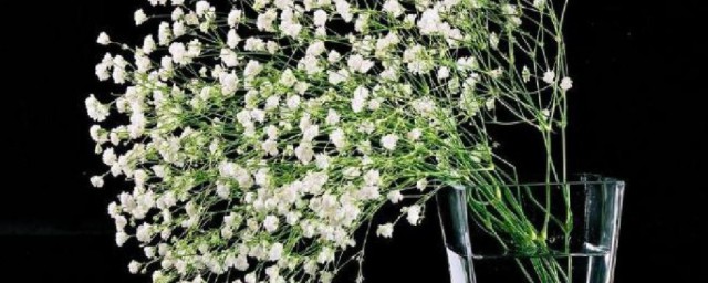 满天星需要醒花吗 满天星如何醒花