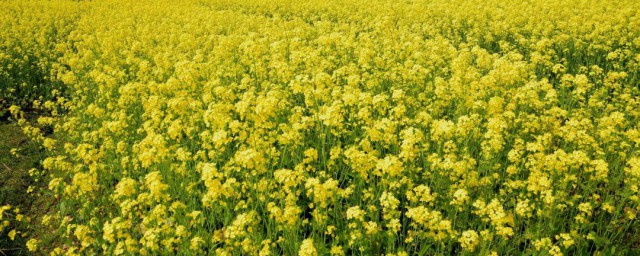 油菜花外形特点 油菜花外形特点有哪些