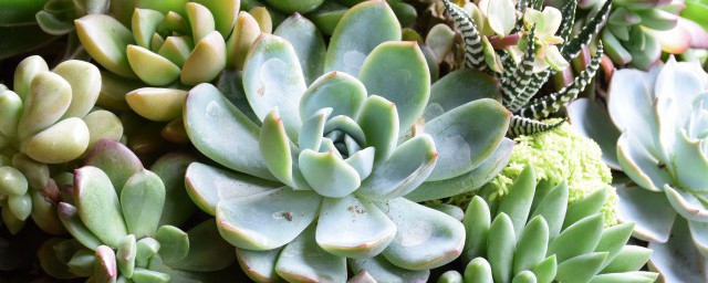 蓝苹果多肉徒长的厉害怎么办 蓝苹果多肉徒长厉害的解决办法