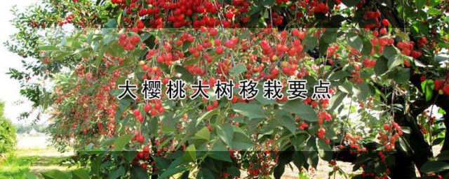 大樱桃大树移栽要点 大樱桃大树移栽要点介绍