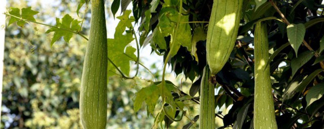 种丝瓜的季节和方法 种丝瓜要在什么季节?有什么方法?