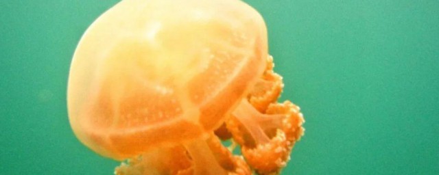 水母养殖方法 水母怎么养