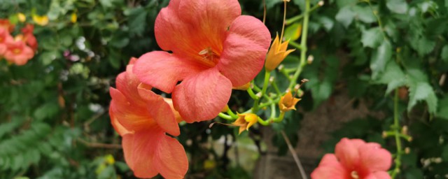 盆栽凌霄花的养殖方法 盆栽凌霄花的养殖方法简单介绍