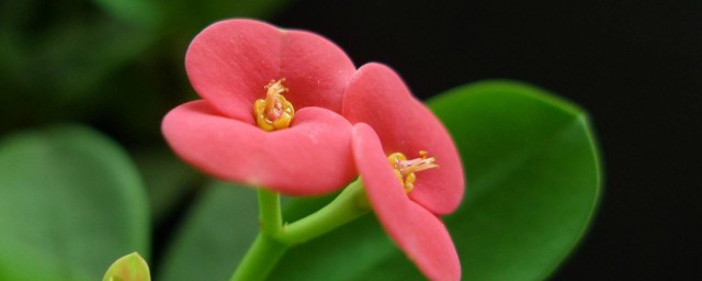 大叶虎刺梅的养殖办法 大叶虎刺梅怎样养