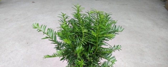 红豆杉盆景养殖办法 红豆杉盆景如何养