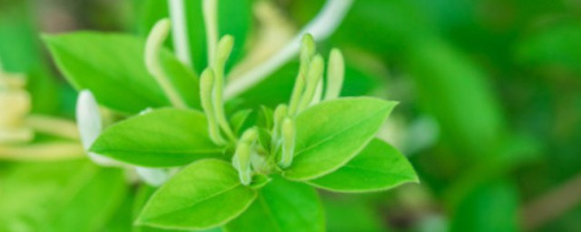 金银花盆景养殖方法 金银花盆景如何养殖