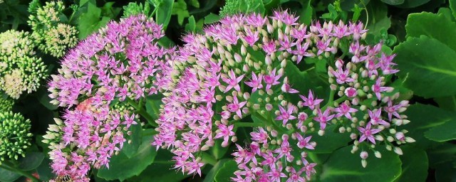 八宝花的养殖方法 八宝花养植技巧