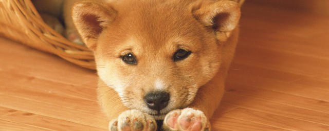 养土狗技术养殖办法 土狗如何养