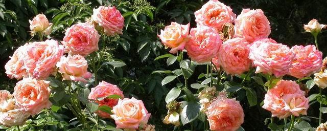 欧月月季花的养殖方法 欧月的养殖方法