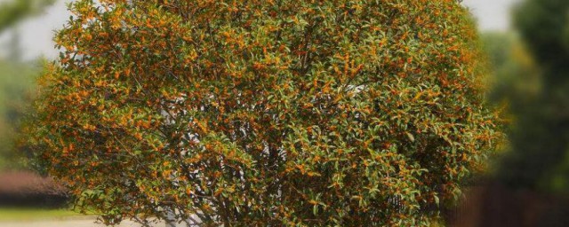 怎么养桂花树 桂花树怎么养