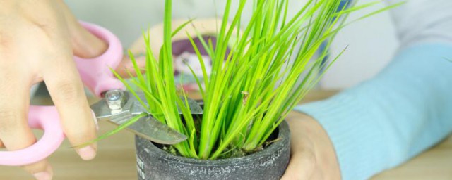 野生菖蒲怎么养殖方法 野生菖蒲如何养殖