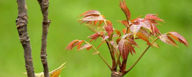 香春树的种植办法 怎么种植香春树