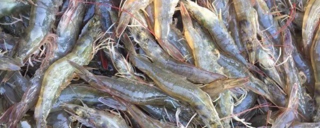白对虾养殖最新方法 白对虾如何养殖
