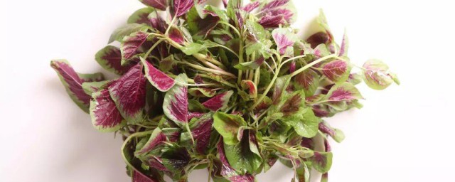 苋菜的种植方法和时间 种植苋菜的方法