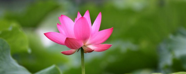 关于写六月炎热句子 关于写六月炎热句子有哪些