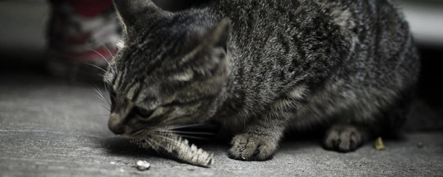 野猫如何养 野猫如何养好