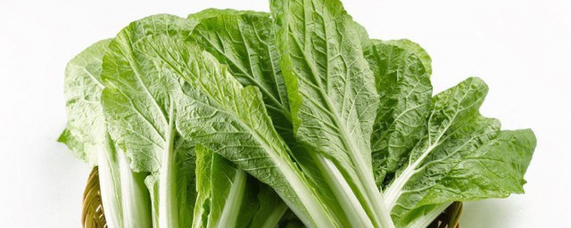 小白菜怎么种植方法 如何种植小白菜