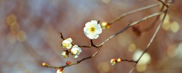 立春节气的特点和风俗 立春节气有什么特点和风俗