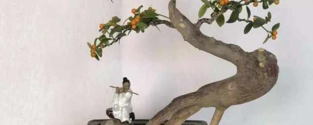 金豆盆景养殖方法 金豆盆景养殖方法是什么