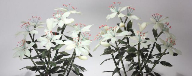 盆栽玉兰花的养殖方法 盆栽玉兰花正确养护教程