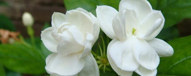 茉莉秋季养殖方法 秋天养殖茉莉的窍门