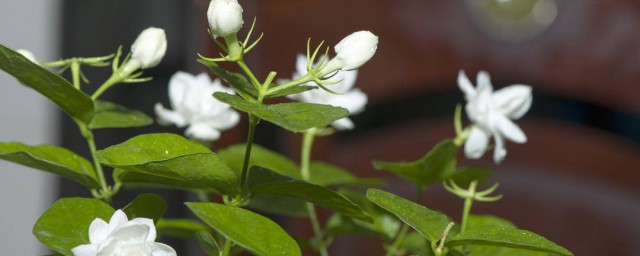 香水茉莉的养殖技巧和注意事项 香水茉莉的养殖方式和有什么注意事项