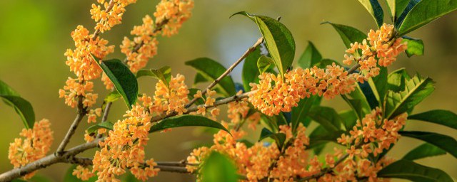 桂花如何储存 怎么保存桂花