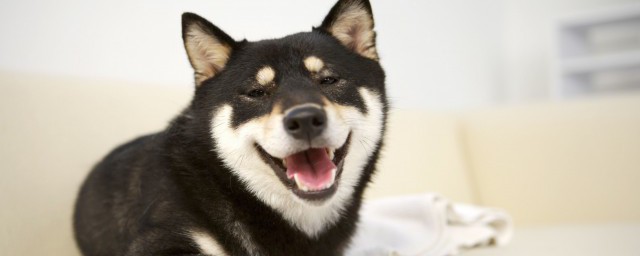 体味最小最干净的犬 什么狗体味小比较干净