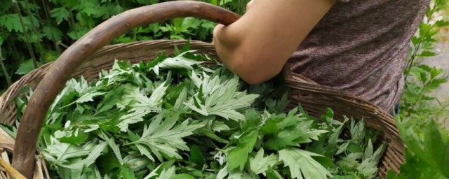 艾草泡脚的功效与作用及忌讳 艾草泡脚的功效与作用及忌讳是什么