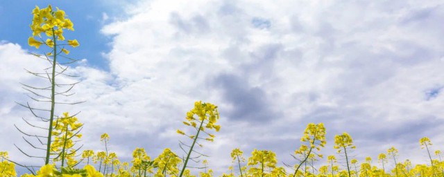 油菜花什么季节开 油菜花开的季节