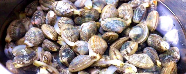 花甲如何吐沙干净快速 教你3招花甲吐沙方法