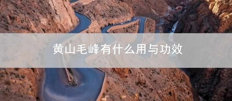 黄山毛峰有什么用与功效