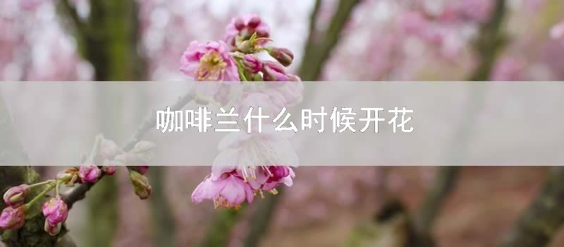 咖啡兰什么时候开花