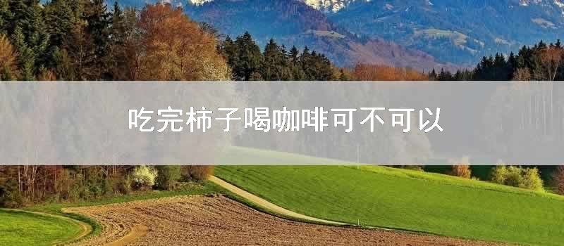 吃完柿子喝咖啡可不可以