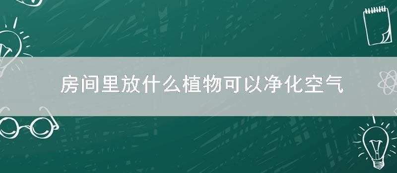 房间里放什么植物可以净化空气