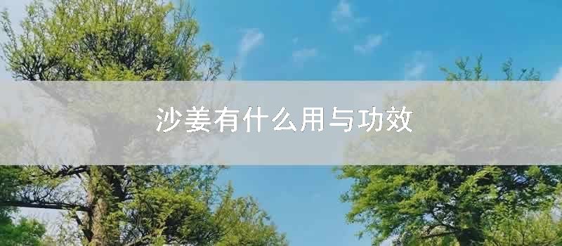 沙姜有什么用与功效