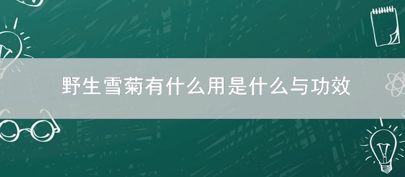 野生雪菊有什么用是什么与功效