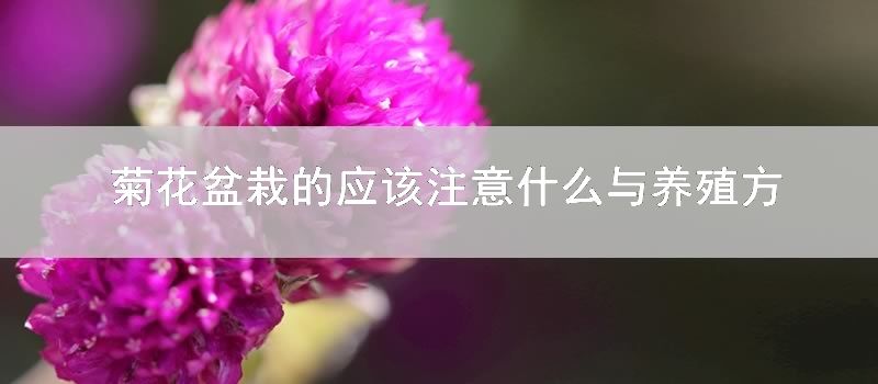 菊花盆栽的应该注意什么与养殖技巧