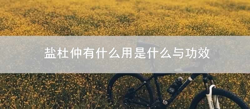 盐杜仲有什么用是什么与功效