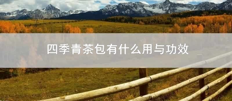 四季青茶包有什么用与功效