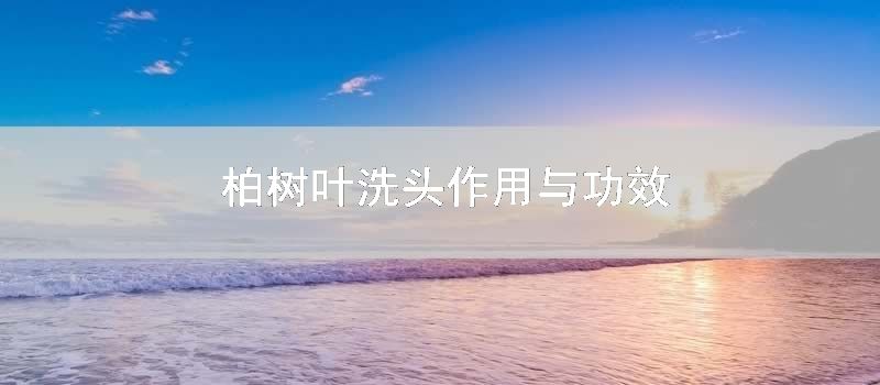 柏树叶洗头作用与功效