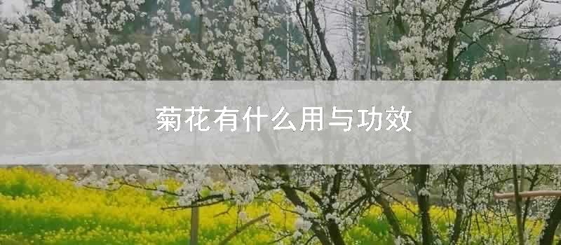 菊花有什么用与功效